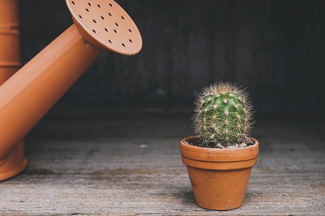 Arrosage cactus : Comment savoir si mon cactus a besoin d’eau ?