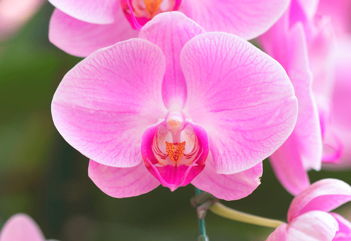 orchidée avec des fleurs